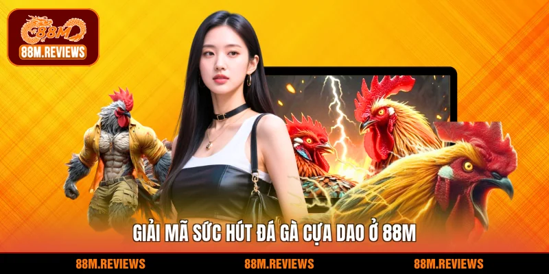 Giải mã sức hút đá gà cựa dao ở 88M