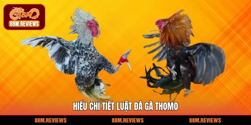 Hiểu chi tiết luật đá gà thomo