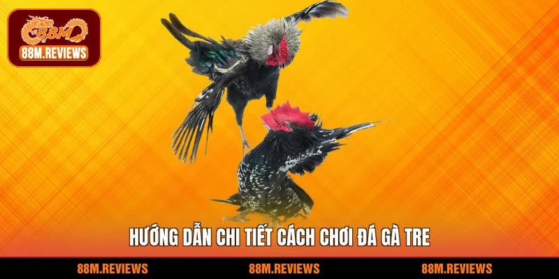Hướng dẫn chi tiết cách chơi đá gà tre