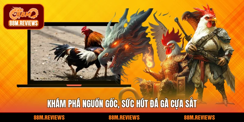 Khám phá nguồn gốc, sức hút đá gà cựa sắt