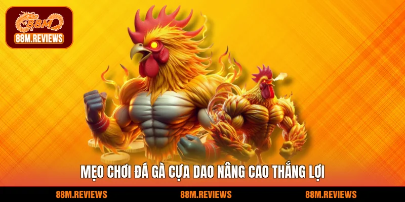 Mẹo chơi đá gà cựa dao nâng cao thắng lợi