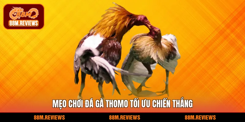 Mẹo chơi đá gà thomo tối ưu chiến thắng