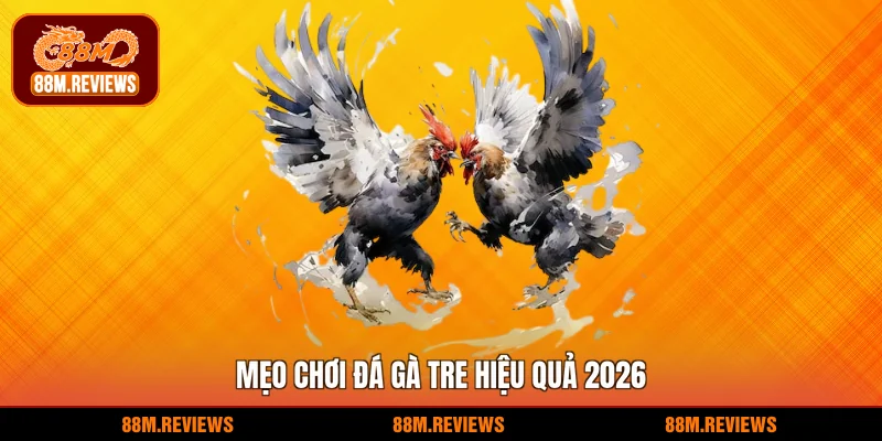 Mẹo chơi đá gà tre hiệu quả 2026