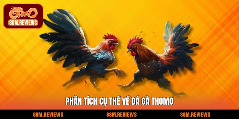 Phân tích cụ thể về đá gà Thomo