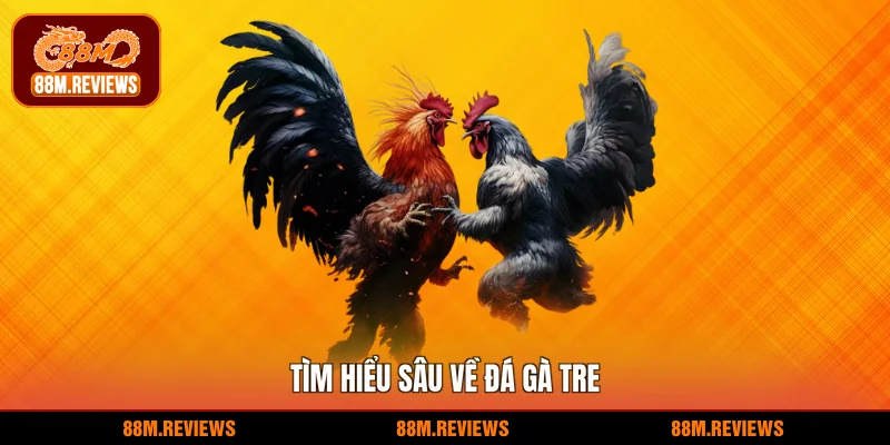 Tìm hiểu sâu về đá gà tre